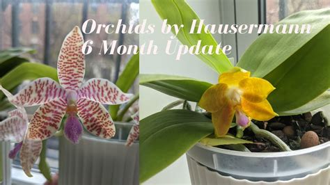 Orchids By Hausermann Catalog