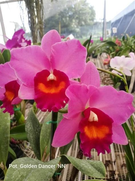 orchids for sale near me