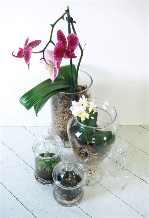 orchids terrarium plants