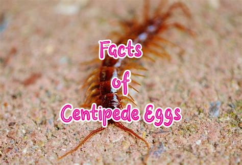 order centipede eggs