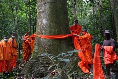 ordination of a tree the ordination of a tree the Doc