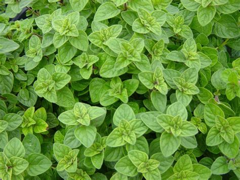 oregano planta