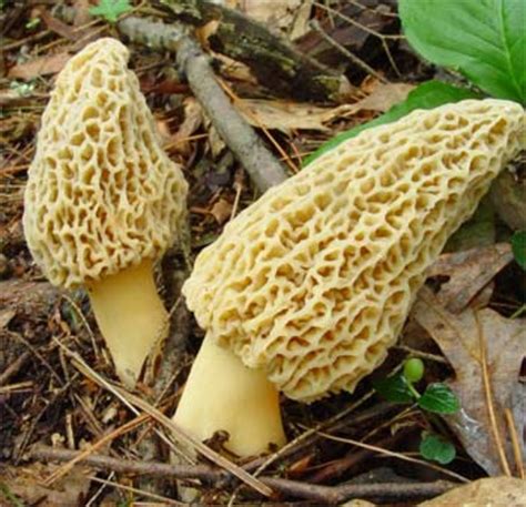 oregon edible mushrooms guide PDF