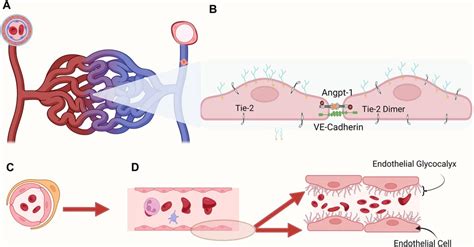 organ microcirculation organ microcirculation Epub