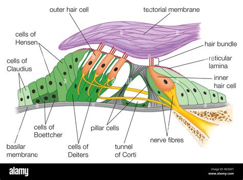 organ of corti diagram Doc