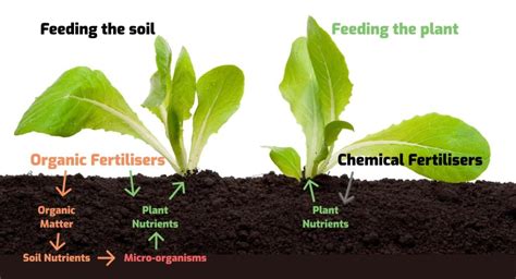 organic fertilizer vs synthetic fertilizer