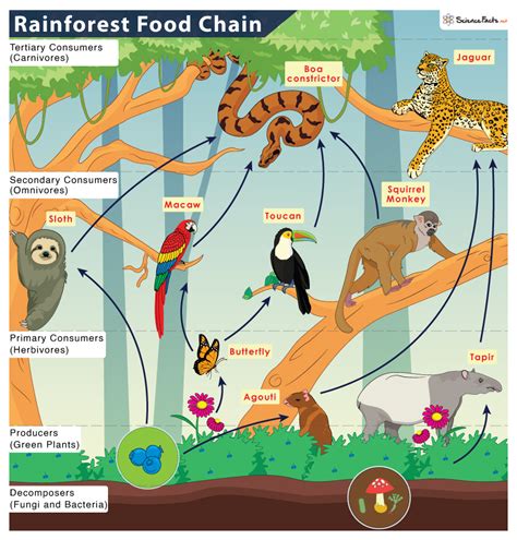 organisms in a rainforest