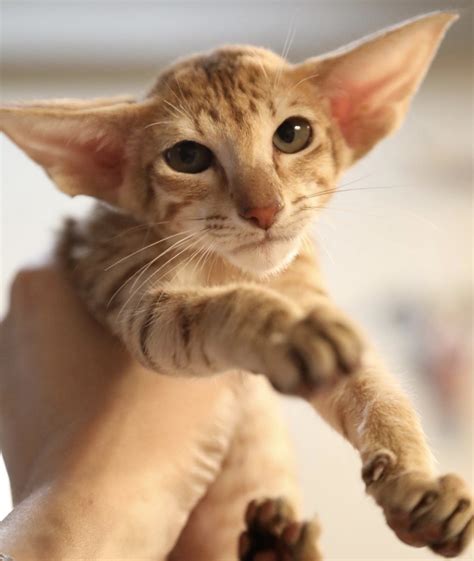 oriental shorthair for sale