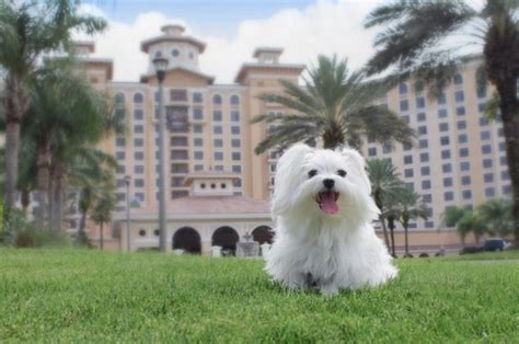 orlando pet friendly hotel