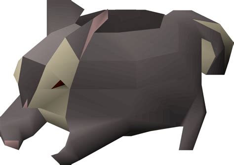 osrs black chinchompa best time to hunt