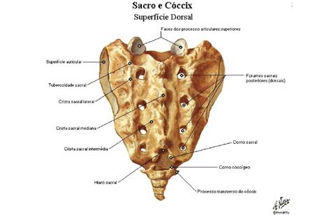 osso sacral