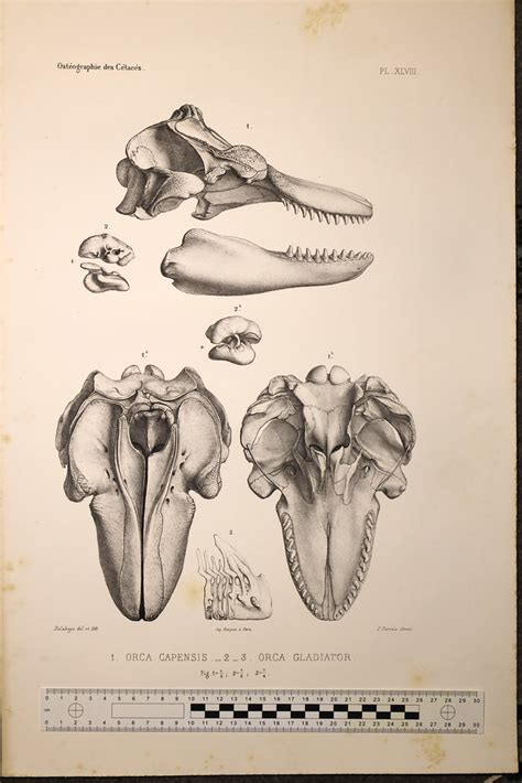 osteographie cetaces vivants fossiles liconographie Epub
