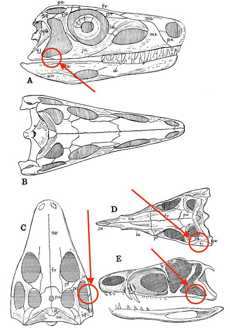 osteology of the reptiles PDF