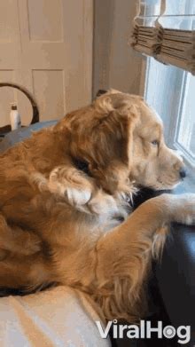 outside looking in gif