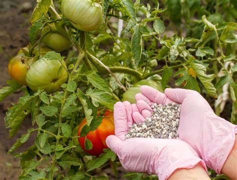 over fertilized tomatoes