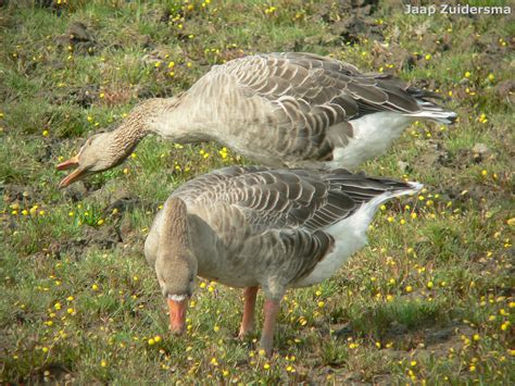 overzomerende ganzen bij staatsbosbeheer voor intern gebruik Doc