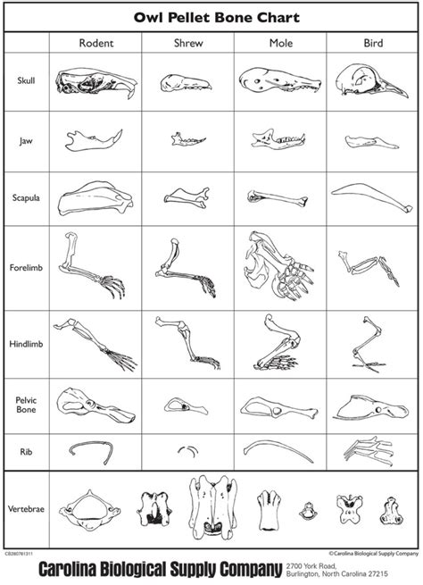 Owl Pellet Dissection Bone Chart