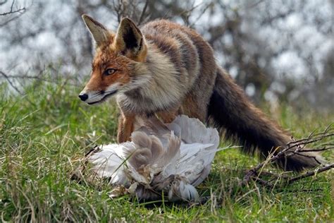 owls animal predators Kindle Editon