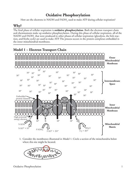 oxidative phosphorylation pogil answers biology Kindle Editon