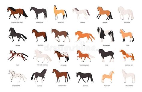 paarden en ponys verschillende rassen in 60 kleurenfotos Reader