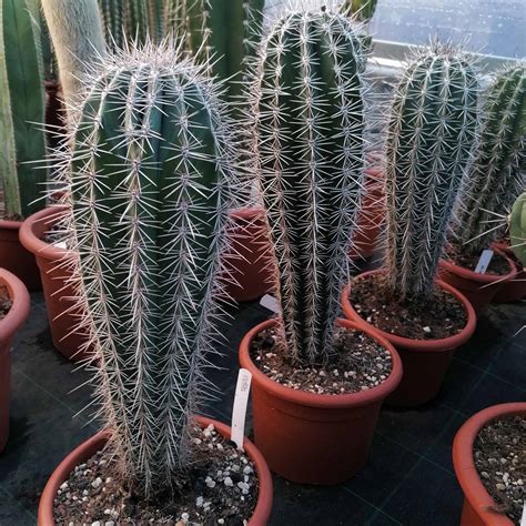 pachycereus pringlei