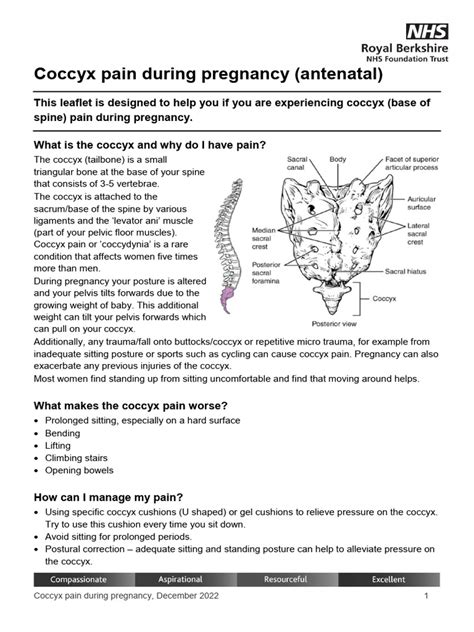 painful coxis during pregnancy