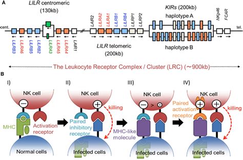 paired Ig-like receptor complex (PAN-I complex)