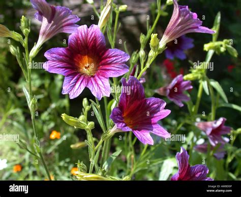 paisley flowers