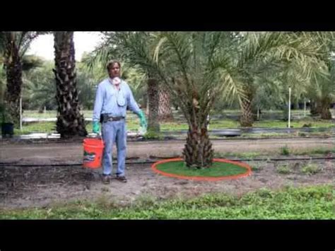 palm tree fertilizing