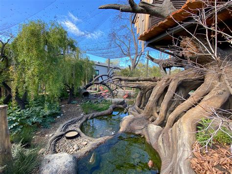 palo alto junior museum and zoo palo alto