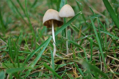 panaeolus campanulatus