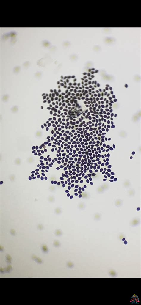 panaeolus cyanescens spores