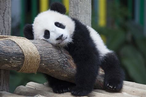 panda cute