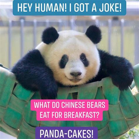 panda jokes