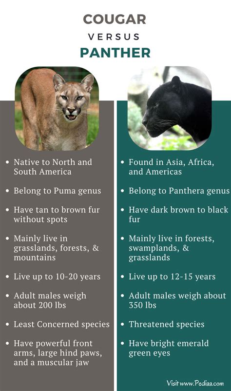 panther vs cougar