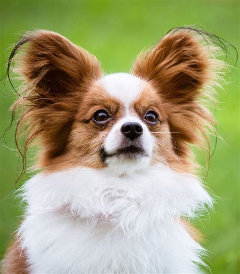 papillion dog