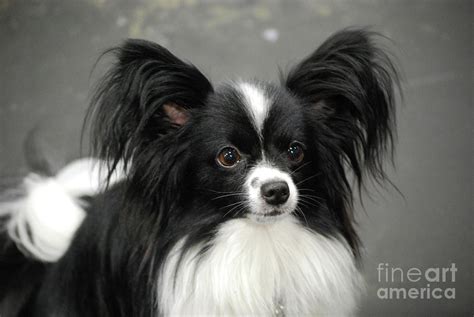 papillon dog black