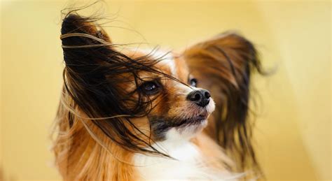 papillon life expectancy