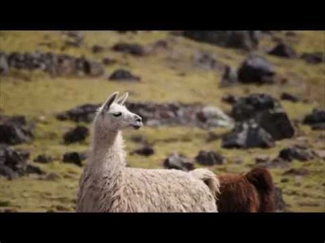 paquita alpaca visita guacolda spanish Epub