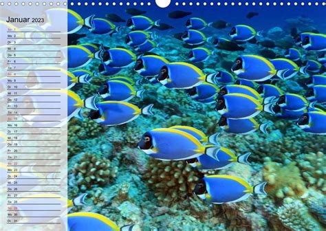 paradiese ewigen blau unterwasserwelt wandkalender Kindle Editon