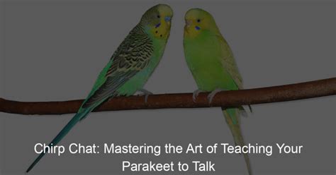 parakeet chat reviews