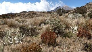 paramo an andean ecosytem under human influence Epub