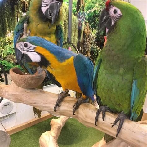 parrot adoption near me