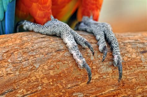 parrot feet