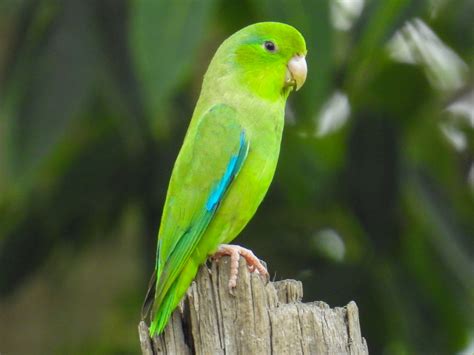 parrotlet bird