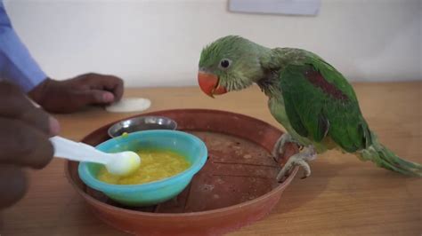 parrots feeds in the language