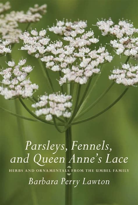 parsleys fennels and queen annes lace herbs and ornamentals from the umbel family Doc