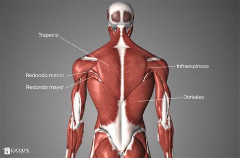 partes de la espalda