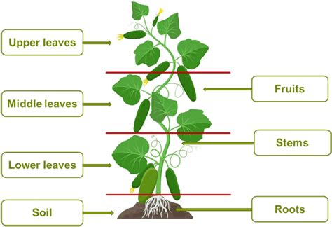 parts of a cucumber plant diagram pdf Epub