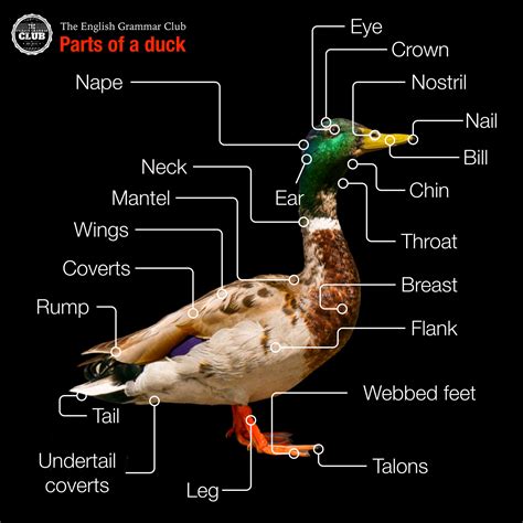 parts of a duck diagram pdf Epub